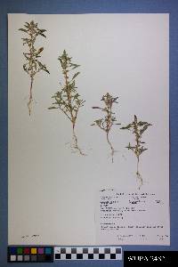 Amaranthus albus image